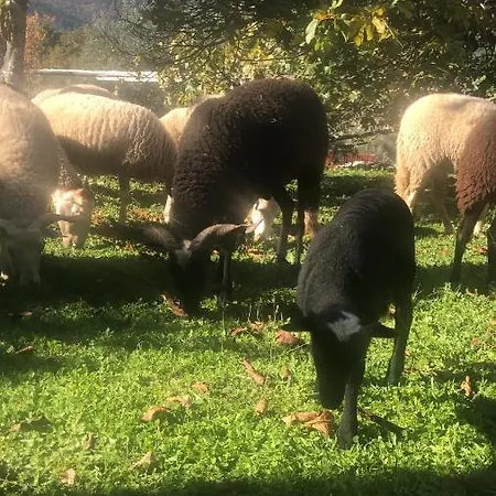 Special Farmstay, Faia-guarda 아파트 *