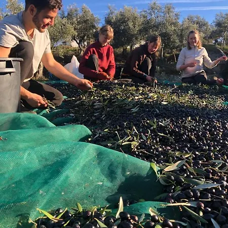 Special Farmstay, Faia-guarda * Faia