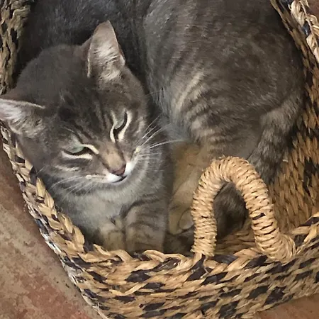 Special Farmstay, Faia-guarda Apartamento *