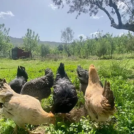 Special Farmstay, Faia-guarda Faia