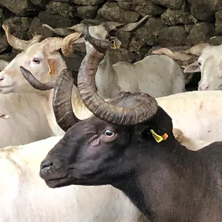 Special Farmstay, Faia-guarda Apartamento Faia