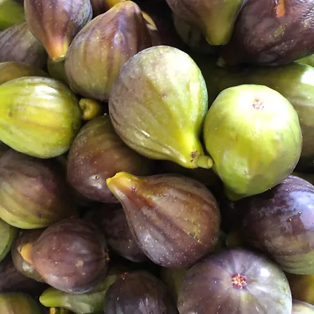 Special Farmstay, Faia-guarda Faia