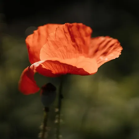 Special Farmstay, Faia-guarda