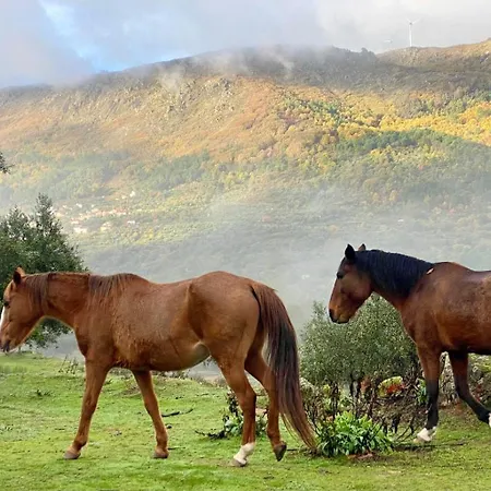 Special Farmstay, Faia-guarda Apartment *