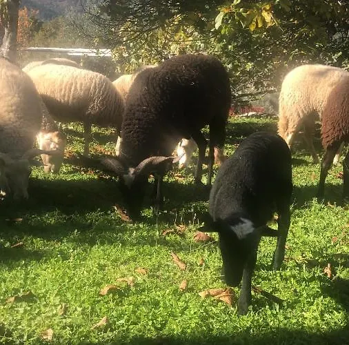 Special Farmstay, Faia-guarda Apartment *