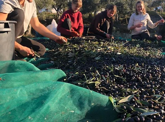 Special Farmstay, Faia-guarda * Faia