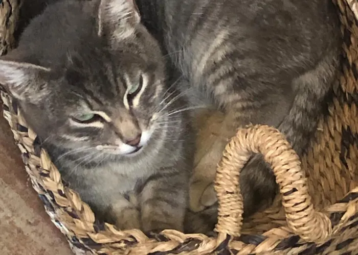 Special Farmstay, Faia-guarda Apartment *