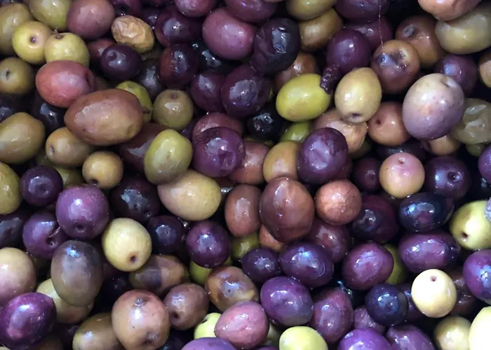 Special Farmstay, Faia-guarda * Faia