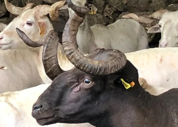 Special Farmstay, Faia-guarda Apartment Faia