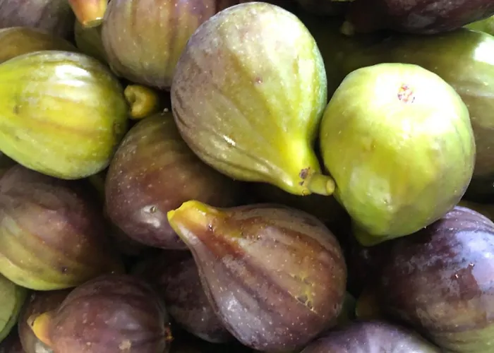 Special Farmstay, Faia-guarda Faia