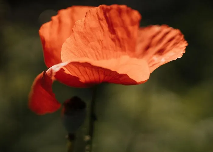 Special Farmstay, Faia-guarda