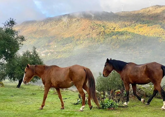 Special Farmstay, Faia-guarda Apartment *